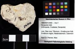 Foto (Objket + Etiketten) von Decapoda indet. 